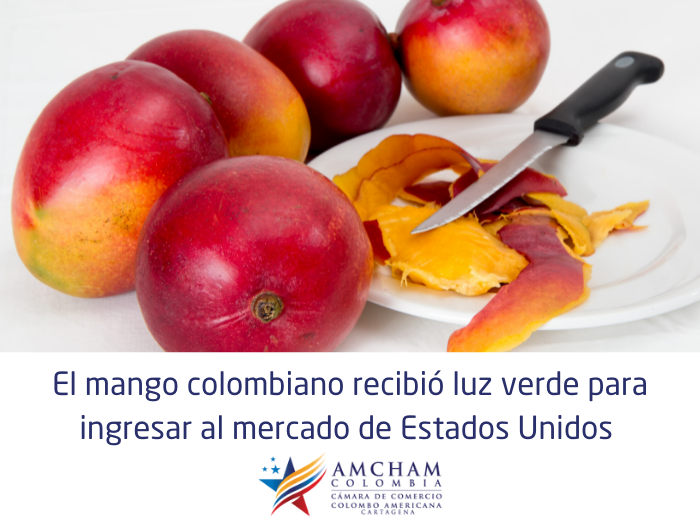 El mango colombiano recibió luz verde para ingresar al mercado de Estados Unidos