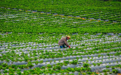 Sectores como agricultura impulsaron crecimiento de 2,4% de la economía en mayo