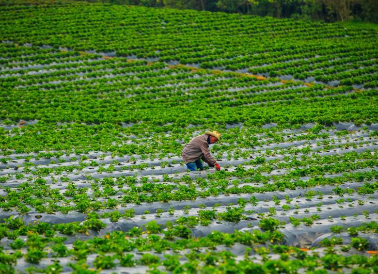 Sectores como agricultura impulsaron crecimiento de 2,4% de la economía en mayo